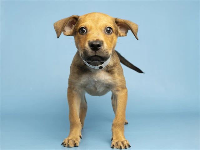 Alfalfa