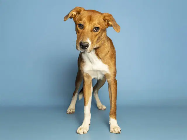 Sparky - Black Mouth Cur