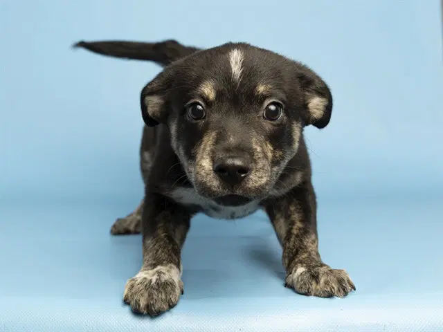 Neil The Seal - American Pit Bull Terrier