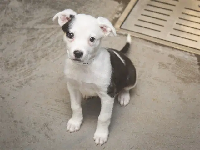 Lolli - American Pit Bull Terrier