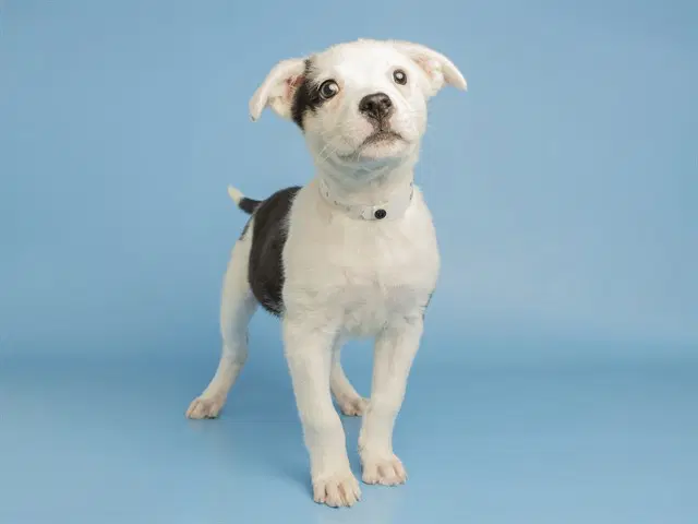 Lolli - American Pit Bull Terrier