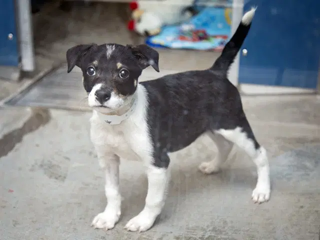 Dorothy - American Pit Bull Terrier