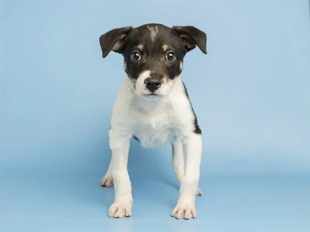 Dorothy - American Pit Bull Terrier