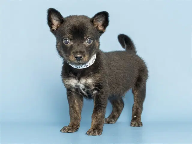 Dixon - Chihuahua
