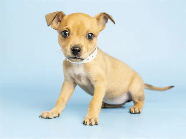 Annie - Chihuahua