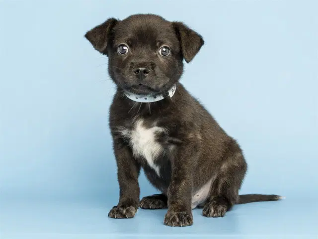 Liam - Chihuahua