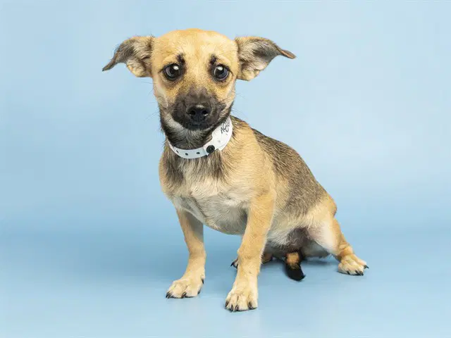 Lulu - Chihuahua