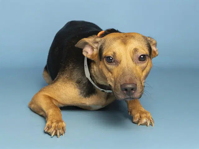 Cream - American Pit Bull Terrier