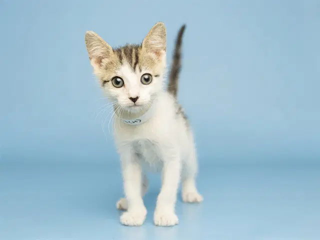 Salt - Domestic Short Hair