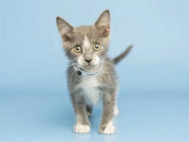 Pepper