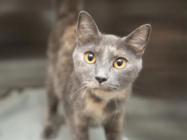 Miss Kitty - Domestic Short Hair