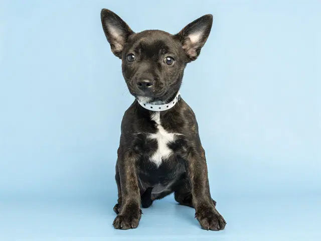 Pecan - Australian Cattle Dog/Blue Heeler