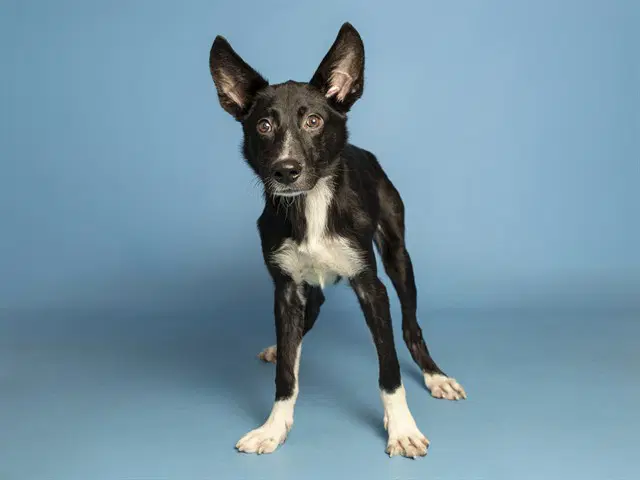 Milo - Border Collie