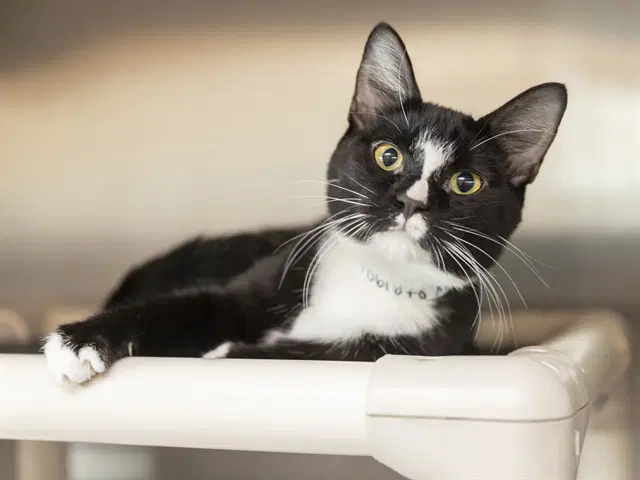 Rico - Domestic Short Hair