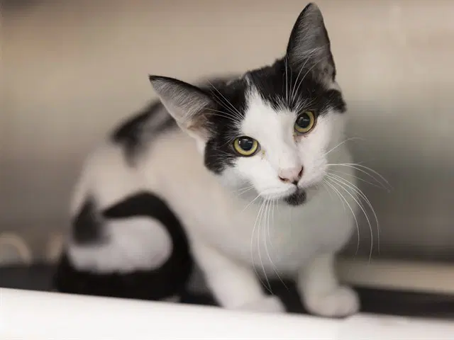 Napoleon - Domestic Short Hair