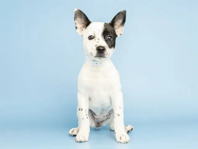 Apple - Australian Cattle Dog/Blue Heeler