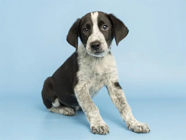 Robbie - Border Collie