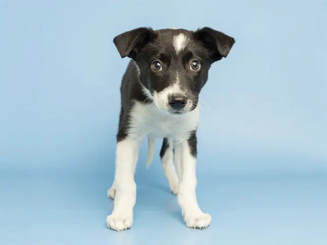 Joanna - Australian Cattle Dog/Blue Heeler