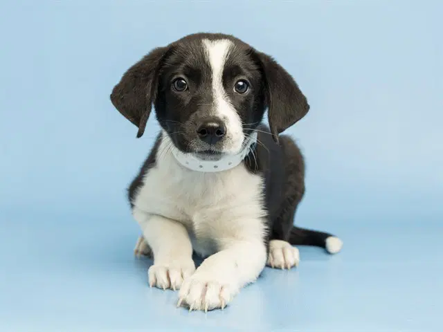 Jessica - Australian Cattle Dog/Blue Heeler