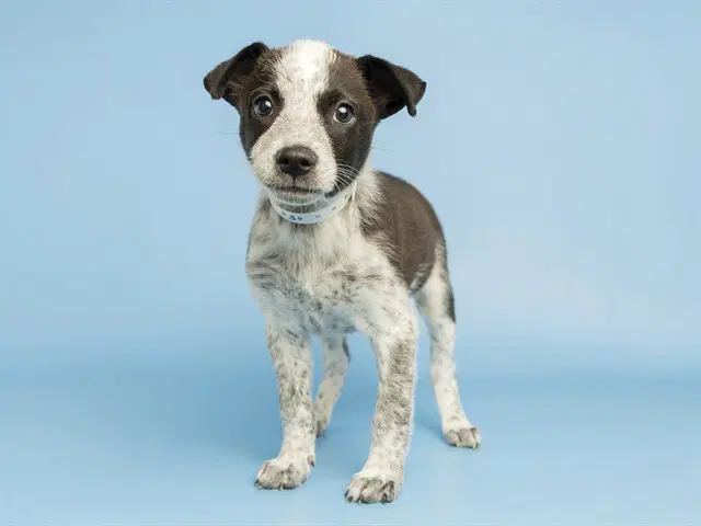 Alexa - Border Collie