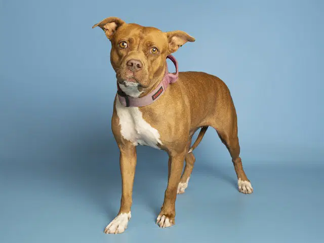 Diamond - American Pit Bull Terrier