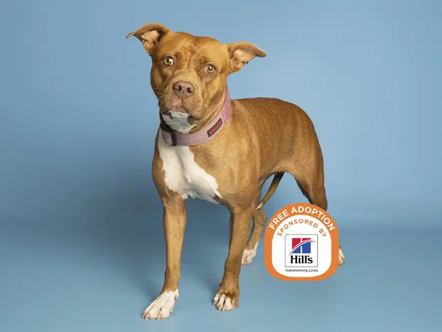 Diamond - American Pit Bull Terrier