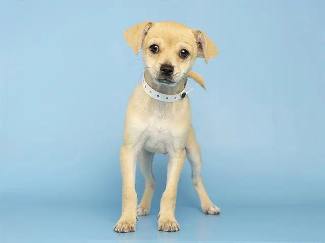 Joey - Chihuahua