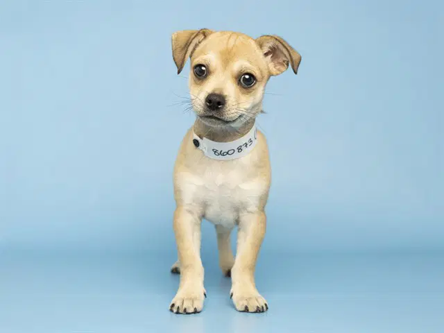 Louis - Chihuahua