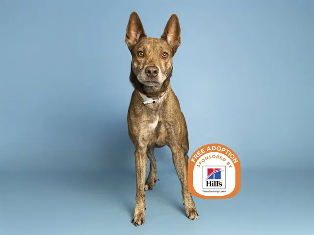 Nami - Dutch Shepherd
