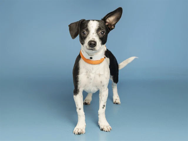 Duke