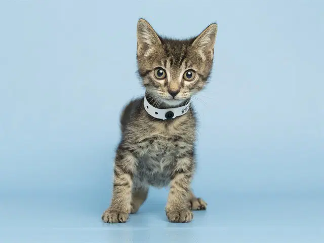 Aegon - Domestic Short Hair