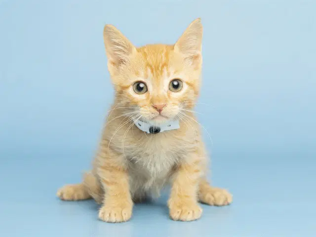 Link - Domestic Short Hair