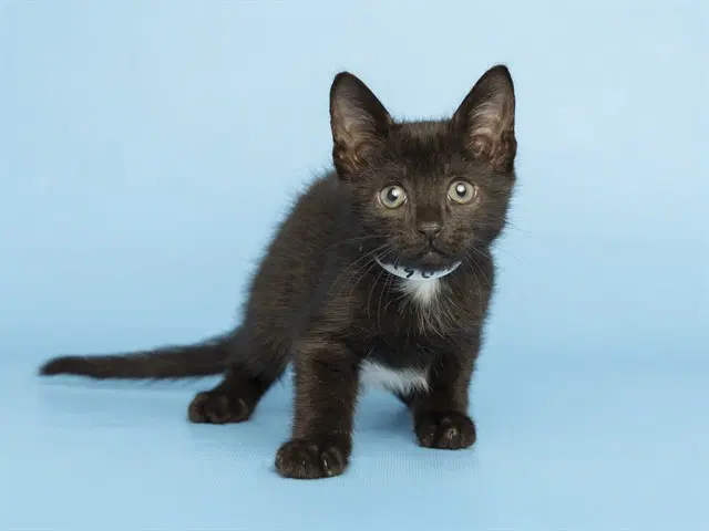 Groose - Domestic Short Hair