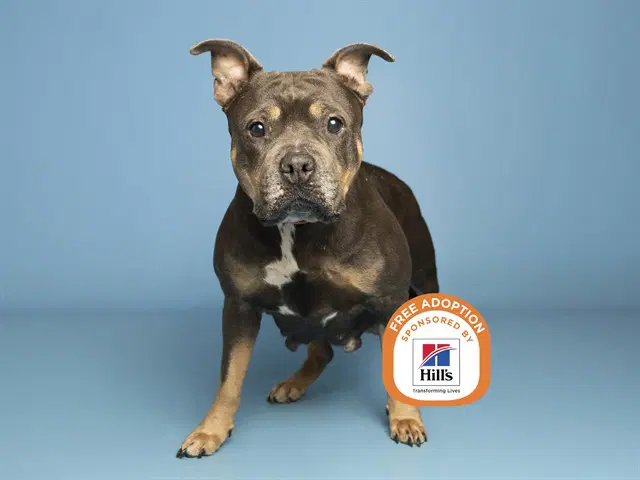 Katniss - American Pit Bull Terrier