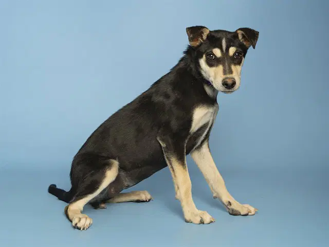 Fonda - Australian Kelpie