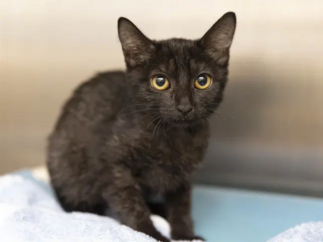Piper - Domestic Short Hair
