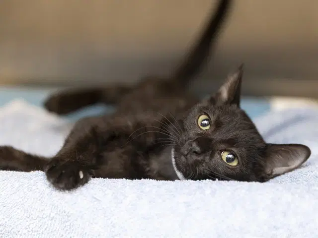 Phoebe - Domestic Short Hair