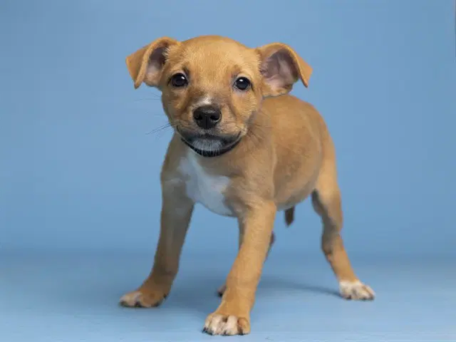 Penelope - American Pit Bull Terrier