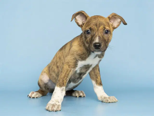Beau - American Pit Bull Terrier