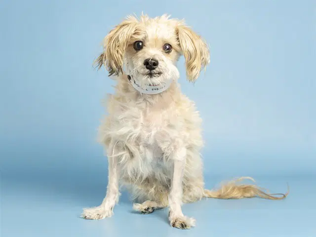 Russell - Maltese