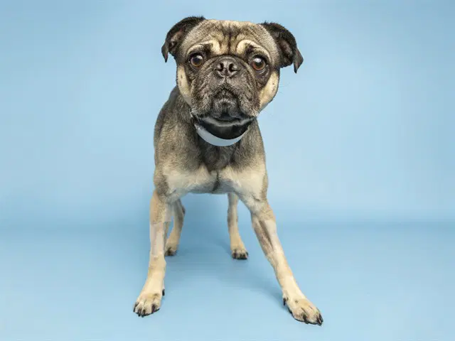 Petunia - Pug