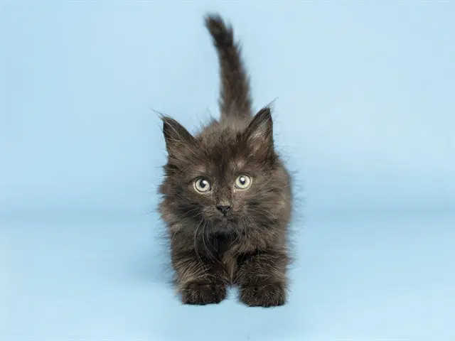 Orange Collar - Domestic Short Hair