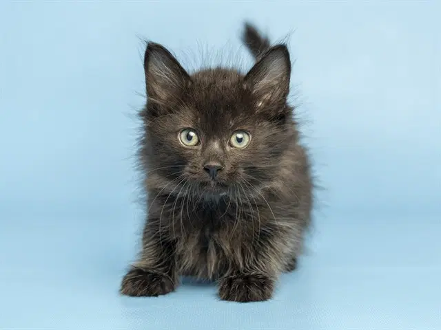 Green Collar - Domestic Short Hair