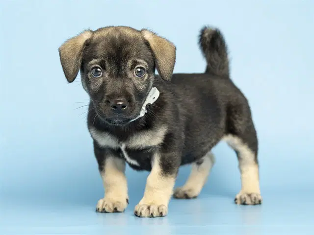 Brownie - Husky