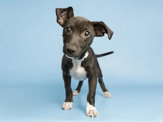 Clay - Chihuahua