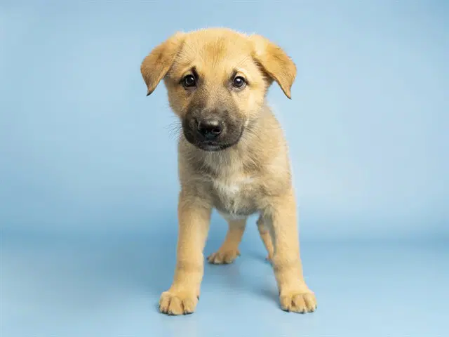 Lupin - German Shepherd Dog