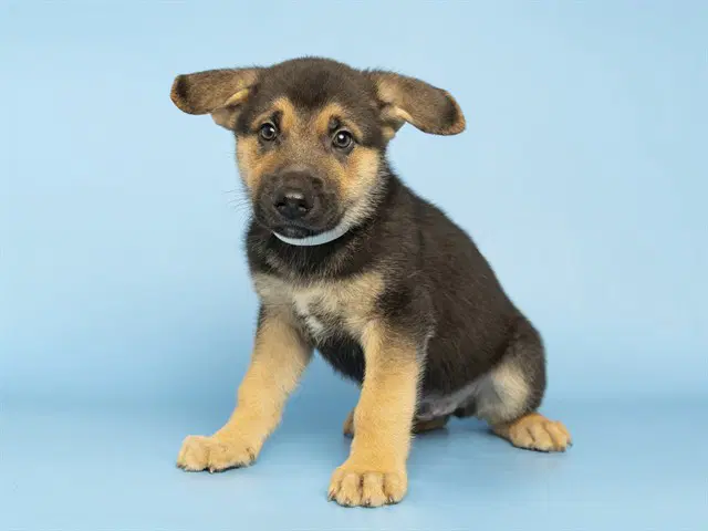 Bergamot - German Shepherd Dog