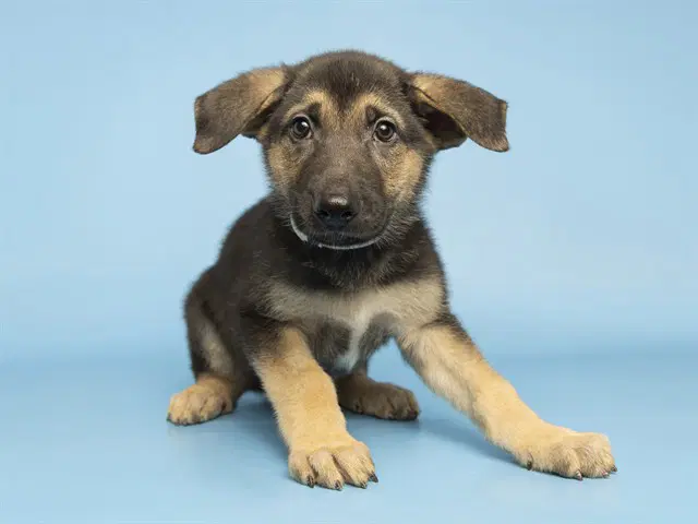 Dill - German Shepherd Dog