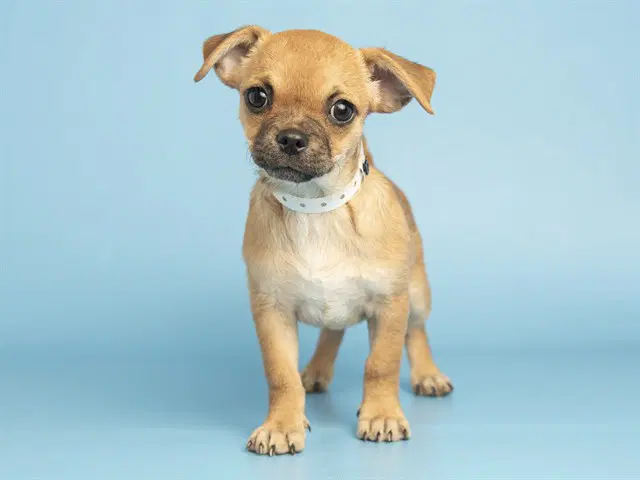 Wynny - Chihuahua