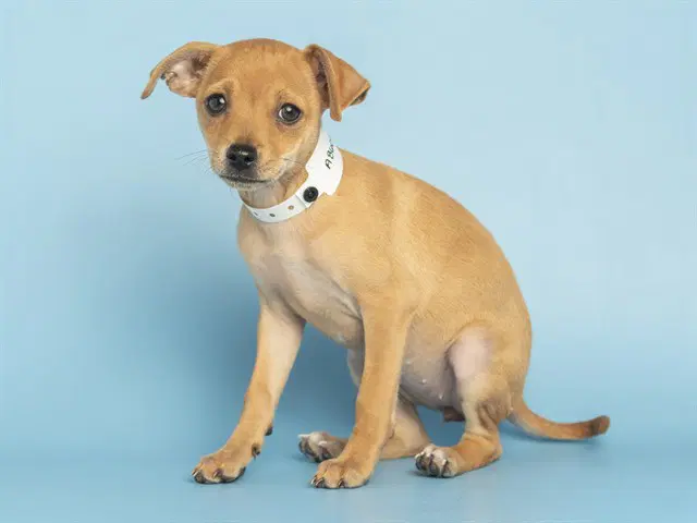 Willow - Chihuahua